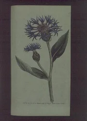Ruiskaunokki (Centaurea montana), levy 77 William Curtisilta 