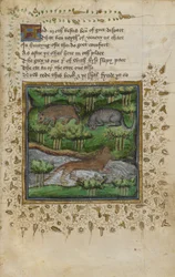 Puuvilla Vespasianus B. XII, f.4 Kuva mäyrästä, villikissasta ja saukosta; säkeellä, William Twetyn ja John Gyffordin "Metsästystä käsittelevästä tutkielmasta", n. 1440 (vellum)