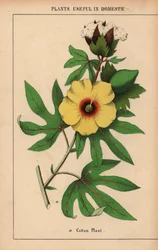 Puuvillakasvi, jossa keltainen kukka ja valkoinen puuvillapullo.  , julkaisusta "The Instructive Picturebook, or Lessons from the Vegetable World", [Charlotte Mary Yonge], Edinburgh