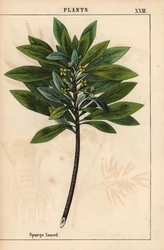 Daphne laureola tai Spurge-laurel   , julkaisusta "The Instructive Picturebook, or Lessons from the Vegetable World", [Charlotte Mary Yonge], Edinburgh