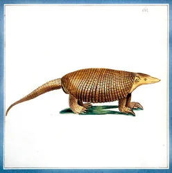 Dasypus armadillo, n. 1810 (akvarelli paperille)