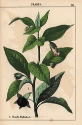 Belladonna   , julkaisusta "The Instructive Picturebook, or Lessons from the Vegetable World", [Charlotte Mary Yonge], Edinburgh