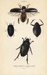 Sukelluskuoriainen, Dytiscus halfdii 1, tavallinen pyörrekuoriainen, Gyrinus swimmer 2, Cyclous vittatus 3 ja suuri hopeakuoriainen, Hydrophilus piceus 4