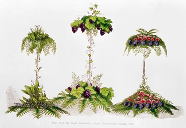 Ensimmäinen palkinto pöydänkoristelusta, Royal Horticultural Society, 1851.