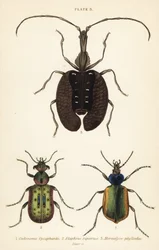 Metsätoukkametsästäjä, Calosoma sycophanta 1, maakuoriainen, Elaphrus riparius 2 ja viulukuoriainen, Mormolyce phyllodes 3