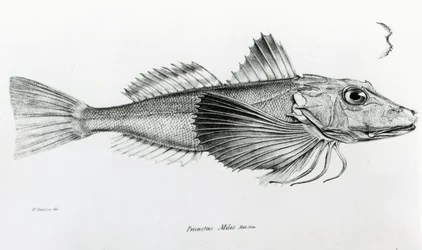 Galapagos Gurnard, levy 6 Charles Darwinin teoksesta "The Zoology of the Voyage of H.M.S Beagle, 1832-36"