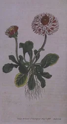 Suuri kaksoiskukka (Bellis perennis var. major flore pleno), taulu 228 William Curtisin teoksesta "The Botanical Magazine" (tai "Flower Garden Displayed"), kaiverrettu F. Sansom, pub. 1793-94
