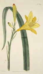 Hemerocallis Flava (keltainen päivälilja) The Botanical Magazainesta tai Flower Gardenista Näytetään, pub. 1796 (käsinvärinen kaiverrus)