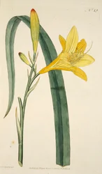 Hemerocallis Flava Yellow Day Lily, pub. 1796 käsinvärjätty kaiverrus.