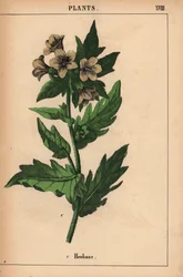 Henbane   , julkaisusta "The Instructive Picturebook, or Lessons from the Vegetable World", [Charlotte Mary Yonge], Edinburgh