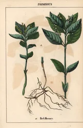 Yrtti elohopeaa   , julkaisusta "The Instructive Picturebook, or Lessons from the Vegetable World", [Charlotte Mary Yonge], Edinburgh