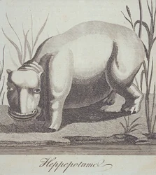 Virtahepo, The Gentlemans Magazinesta, julkaistu joulukuussa 1772