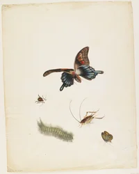 Hyönteiset, n. 1805 (musta muste, wc ja grafiitti paperilla)