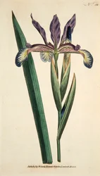 Iris Spuria Spurios Iris, pub. 1790 käsinvärjätty kaiverrus.