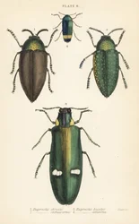 Jalokivikuoriaiset: Buprestis chrysis 1, Buprestis sternicornis 2