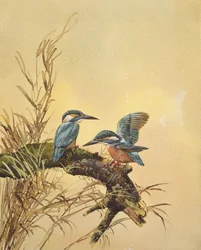 Kingfishers, n. 1890 (wc paperilla)