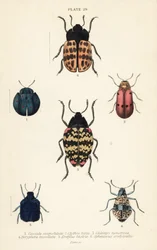 Lehtikuoriaiset: Cyrtonota sexpustulata 1, Lachnaia hirta 2, Chlamys monstrosa 3, Doryphora tessellata 4, Erotylus histrio 5 ja Spheniscus erotyloides 6