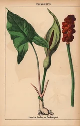 Lordit ja naiset, tai käkipintti   , julkaisusta "The Instructive Picturebook, or Lessons from the Vegetable World", [Charlotte Mary Yonge], Edinburgh