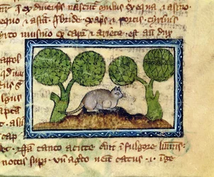 MS 379 f.12r Kissa kyyristelee maakasan päällä, yksityiskohta englantilaisesta eläinkirjasta.