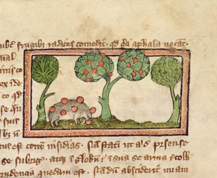 MS 379 f.13r Siili poimimassa omenoita, yksityiskohta Bestiarysta, englanninkielinen.