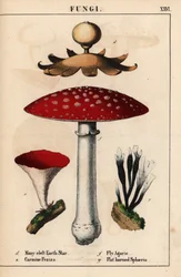 Monihalkoinen maatähti Geastrum, karmiini Peziza, kärpäsherukka Amanita muscaria ja litteäsarviiset sphaeria-sienet.   , julkaisusta "The Instructive Picturebook, or Lessons from the Vegetable World", [Charlotte Mary Yonge], Edinburgh