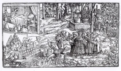 Lääkekasvien viljely, 1531