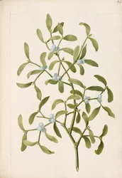 Misteli. Puoliloinen kasvi, n. 1664 (litho)