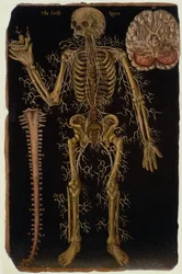 Ms Hunter 364 Taulukon VI dissektio, Anatomical Tables -julkaisusta, John Banister (1540-1610) (öljy ruskealle paperille)