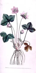 Noble Liverwort (Anemone hepatica), levy 10 William Curtisin "The Botanical Magazinesta" (tai "Flower Garden Displayed"), pub. 1787 (kaiverrus)