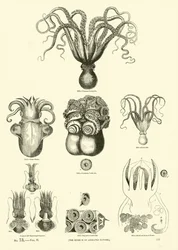 Huonekalut ja erilaiset esineet 1100- ja 1300-luvuilta