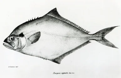 Paropsis Signata, levy 13 Charles Darwinin teoksesta "The Zoology of the Voyage of H.M.S Beagle, 1832-36"