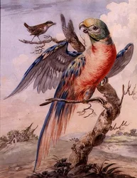 Papukaija (akvarelli paperille)