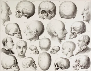 Frenologinen kuva, joka esittää aivojen psykologisia suhteita, 1800-luvun printistä
