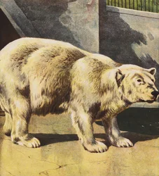 Jääkarhu (värilitra)