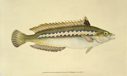 Rainbow Wrasse, Pl.96 teoksesta "The Natural History of British Fishes", julkaisija E. Donovan ja F.C.  J. Rivington.