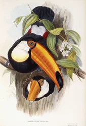 Ramphastos Toco