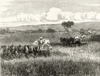 Reaping in South Adelaide, noin 1880, Howard Willoughbyn "Australian Pictures" -julkaisusta, julkaisija Religious Tract Society, Lontoo, 1886
