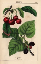 Punaiset kirsikat ja mulperihedelmät   , julkaisusta "The Instructive Picturebook, or Lessons from the Vegetable World", [Charlotte Mary Yonge], Edinburgh
