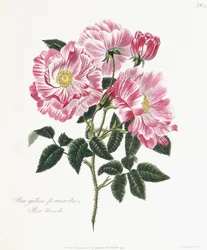 Gallialainen ruusu, 1796-1799