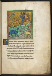 Royal 12 F.XIII, f.7   Leopardi, joka jahtaa polttaria, kameli ja toinen eläin.  Bestiarysta (ff. 3-141), Lapidarysta (ff. 141v-149)  1200-luvun toinen neljännes