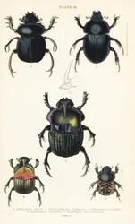 Pyhä skarabee, Scarabaeus sacer 1, lantakuoriaiset, Onthophagus nuchicornis 2, Coprophanaeus lancifer 3, Sulcophanaeus carnifex 4, ja tunkiolainen, Geotrupes stercorarius 5