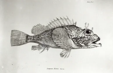 Skorpionikala, taulu 8 Charles Darwinin teoksesta "The Zoology of the Voyage of H.M.S Beagle, 1832-36"