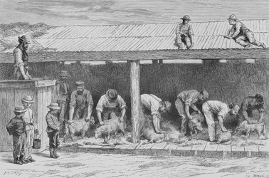 Sheep Shearing, n. 1880, Howard Willoughbyn "Australian Pictures" -julkaisusta, julkaisija Religious Tract Society, Lontoo, 1886