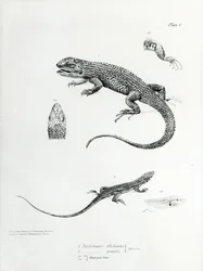 Vyötiäisleguaani, kuvitus Charles Darwinin teoksesta "The Zoology of the Voyage of H.M.S Beagle, 1832-36".
