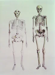 Australopithecus Boisein ja Homo Sapiensin luurangot