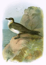 Kihu