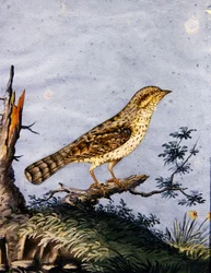 Lintututkimus, n. 1800 (guassi paperille)