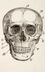 Ihmisen pääkallo, n. 1890