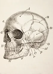 Ihmisen pääkallo, n. 1890
