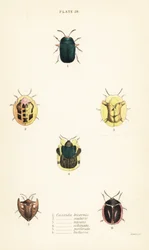 Kilpikonnakuoriaiset: Omocerus bicornis 1, Cassida scalaris 2